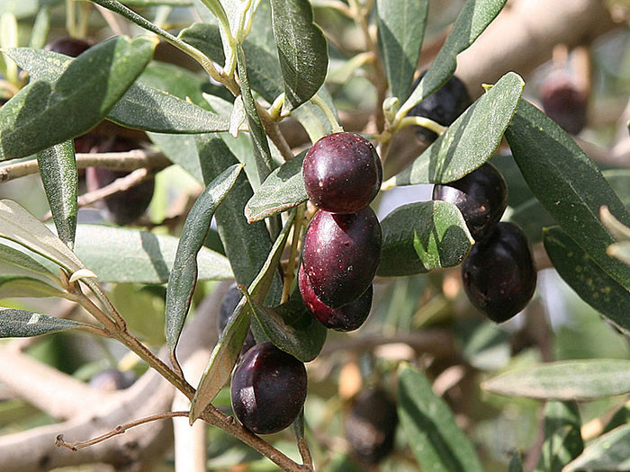 Olive