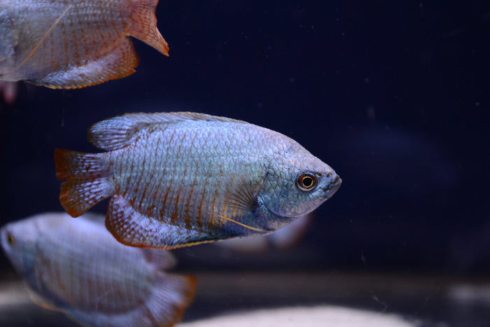 Powder Blue Dwarf Gourami