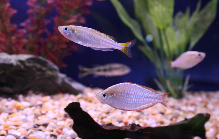 Praecox Rainbow