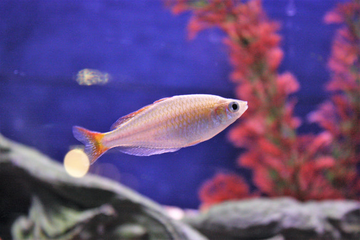 Praecox Rainbow