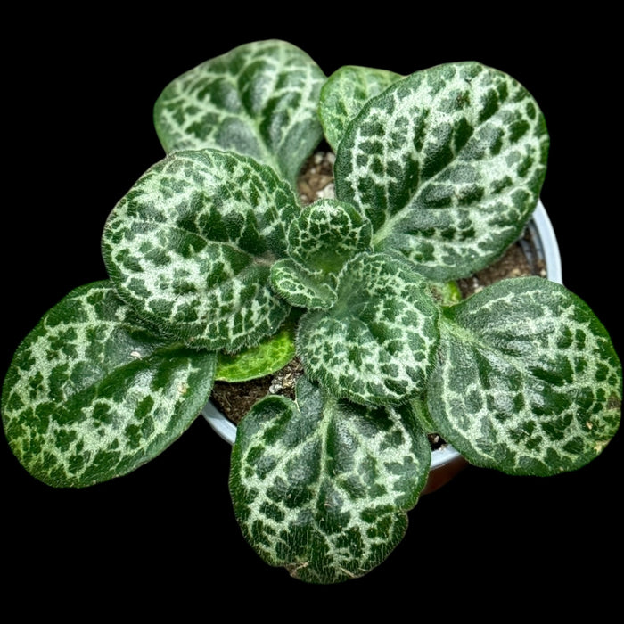 Primulina dyras 'Pretty Turtle'