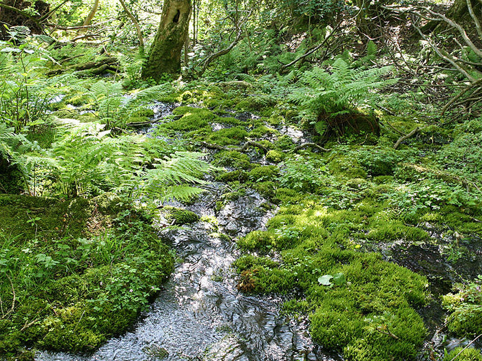 Rock Water