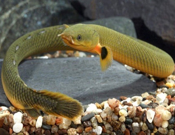 Rope Fish