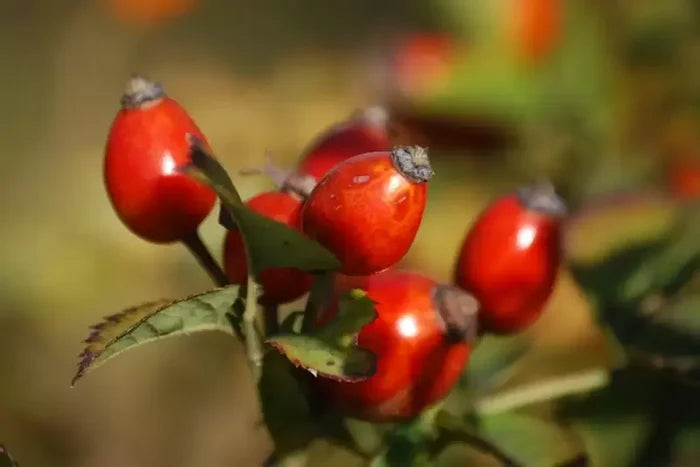 Rose Hip Tincture
