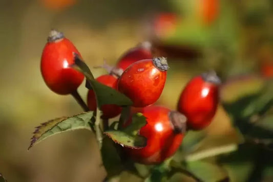 Rose Hip Tincture