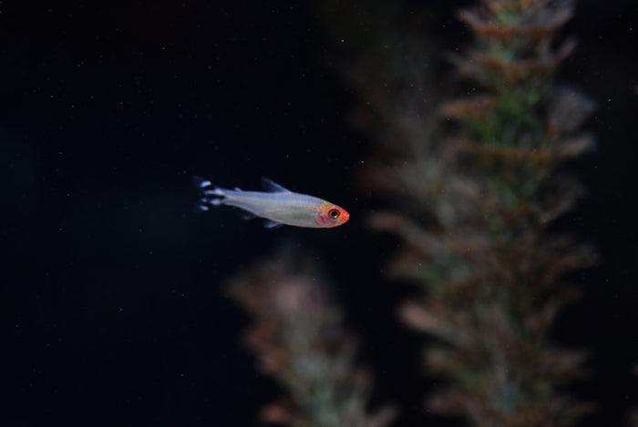 Rummynose Tetra
