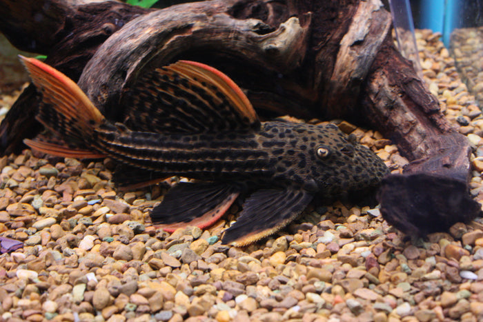 Scarlet Cactus Pleco (L-025)