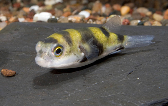 South American Puffer