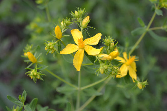 St John's Wort Tincture (fresh)