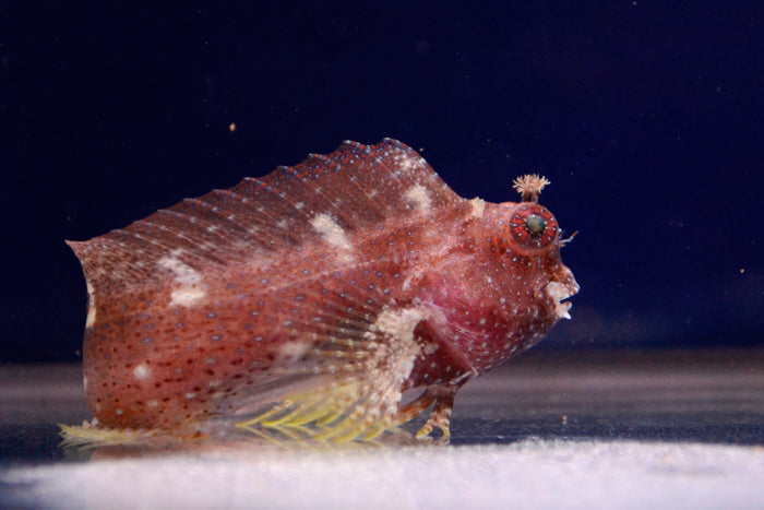 Starry Blenny