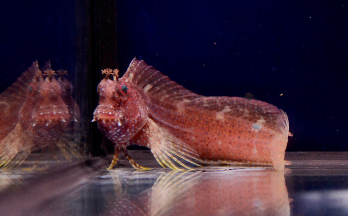 Starry Blenny