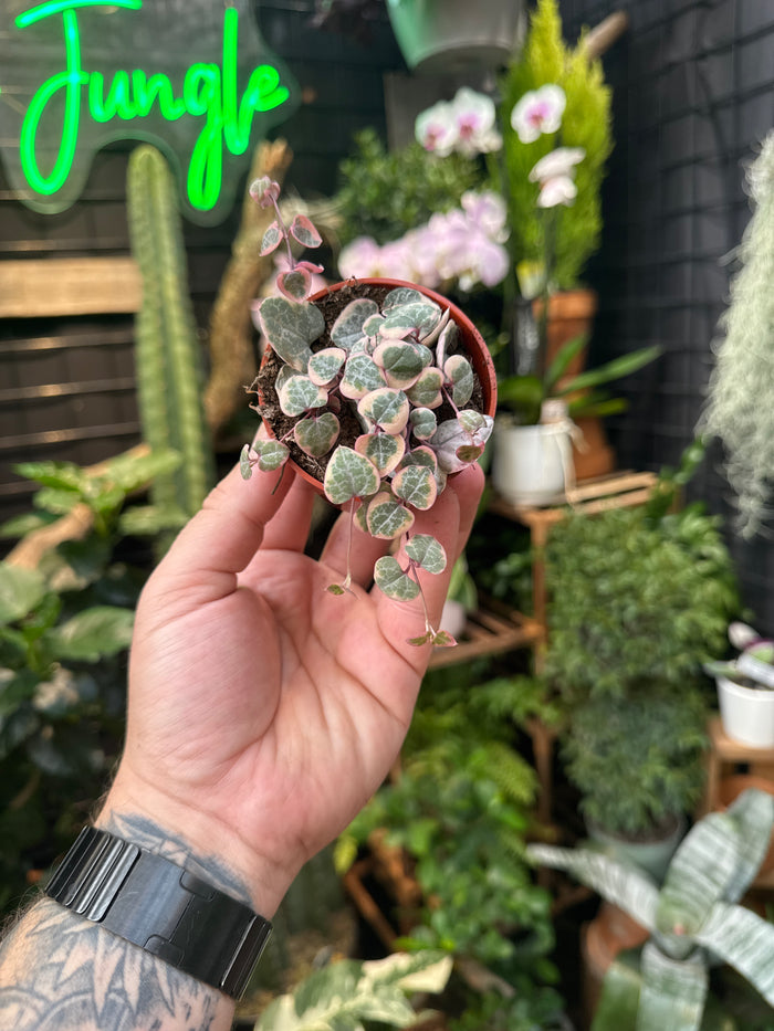 String of Hearts variegata 'Pink'