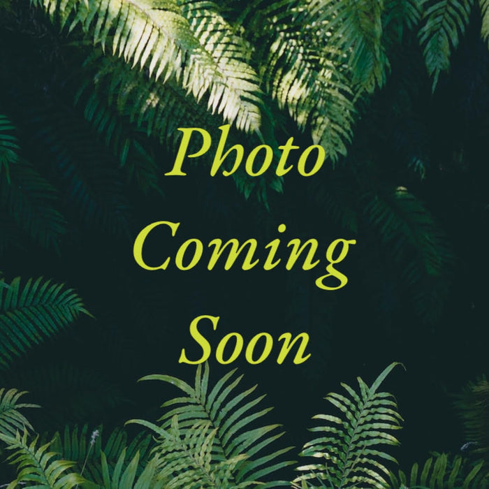 Syngonium Bright Allusion