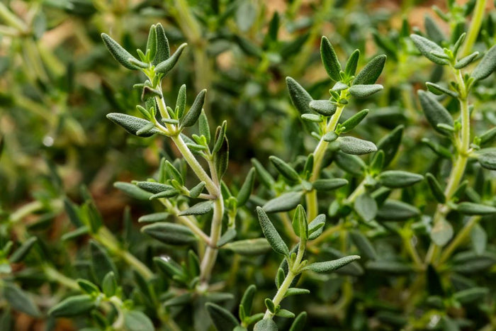 Thyme & Licorice Syrup