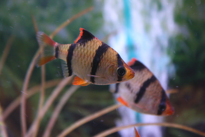 Tiger Barb