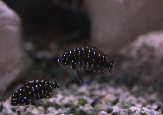 Tropheus Duboisi (Juvenile)