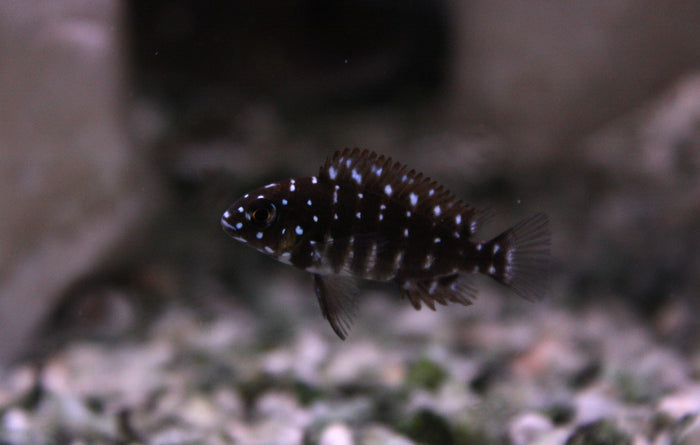 Tropheus Duboisi (Juvenile)