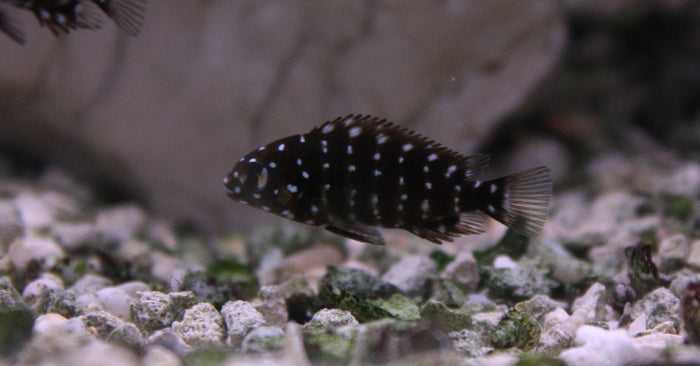 Tropheus Duboisi (Juvenile)