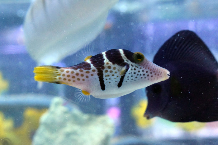 Valentini Puffer
