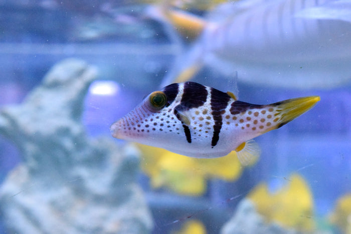 Valentini Puffer