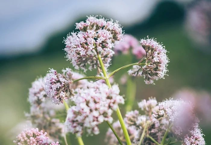 Valerian Tincture