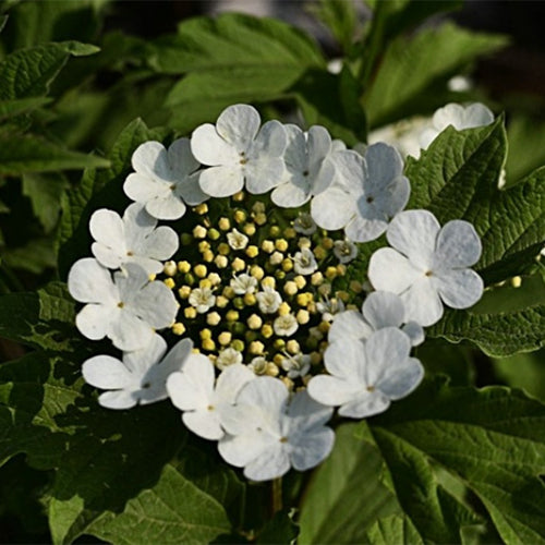 Viburnum-opulus-Guelder-rose-Seeds