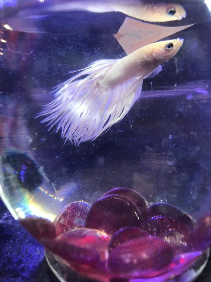 White Crowntail