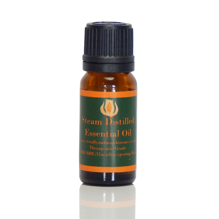Wintergreen
