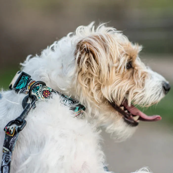 Wolfgang Los Muertos Dog Collar & Leash