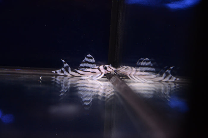 Zebra Pleco (L-046)
