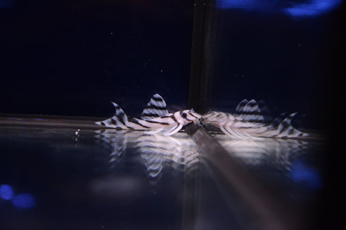 Zebra Pleco (L-046)